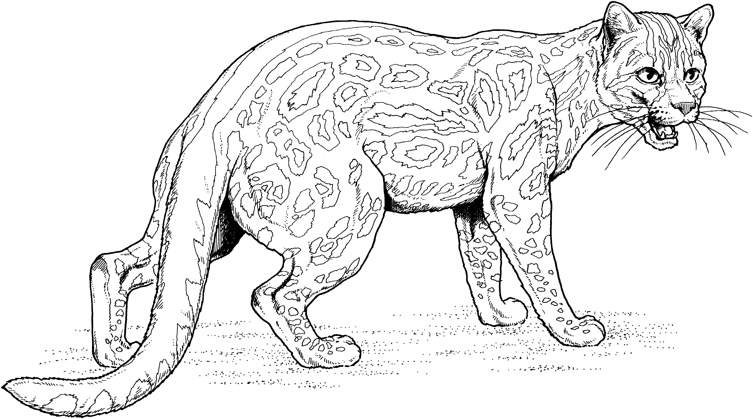 Featured image of post Realistic Big Cat Coloring Pages : Kitten hunting in the garden.