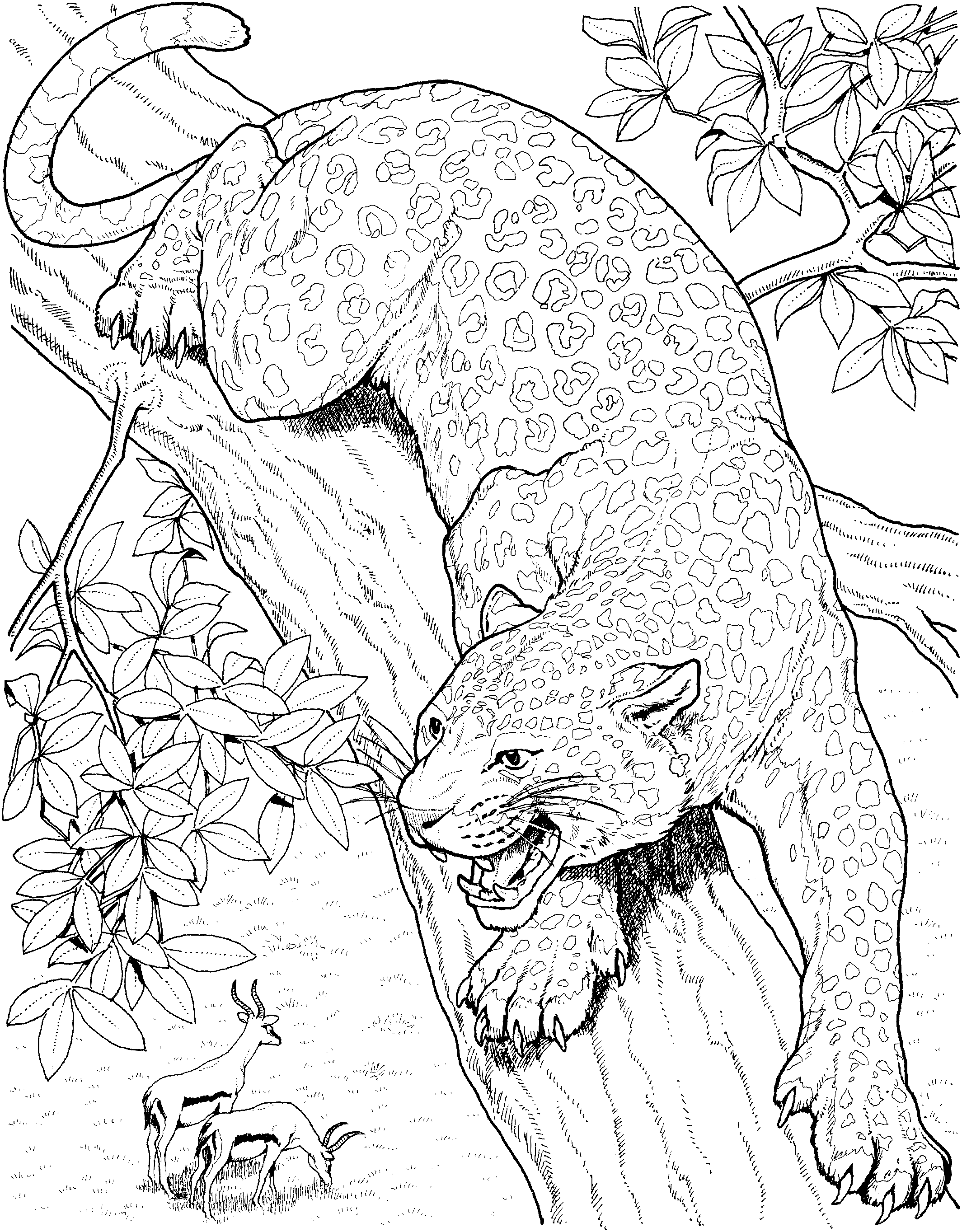 coloring pages for the florida panther