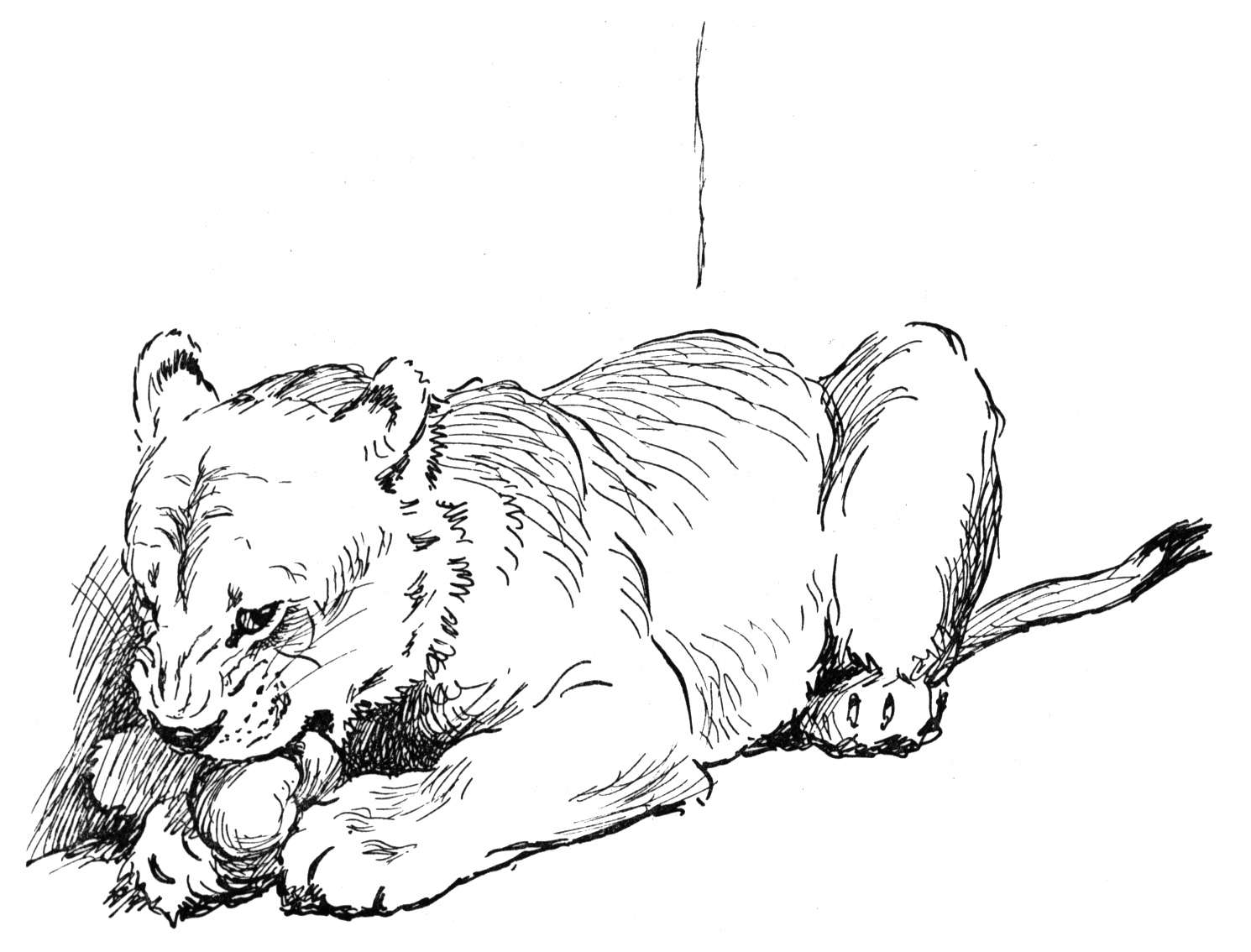 baby bobcat coloring pages