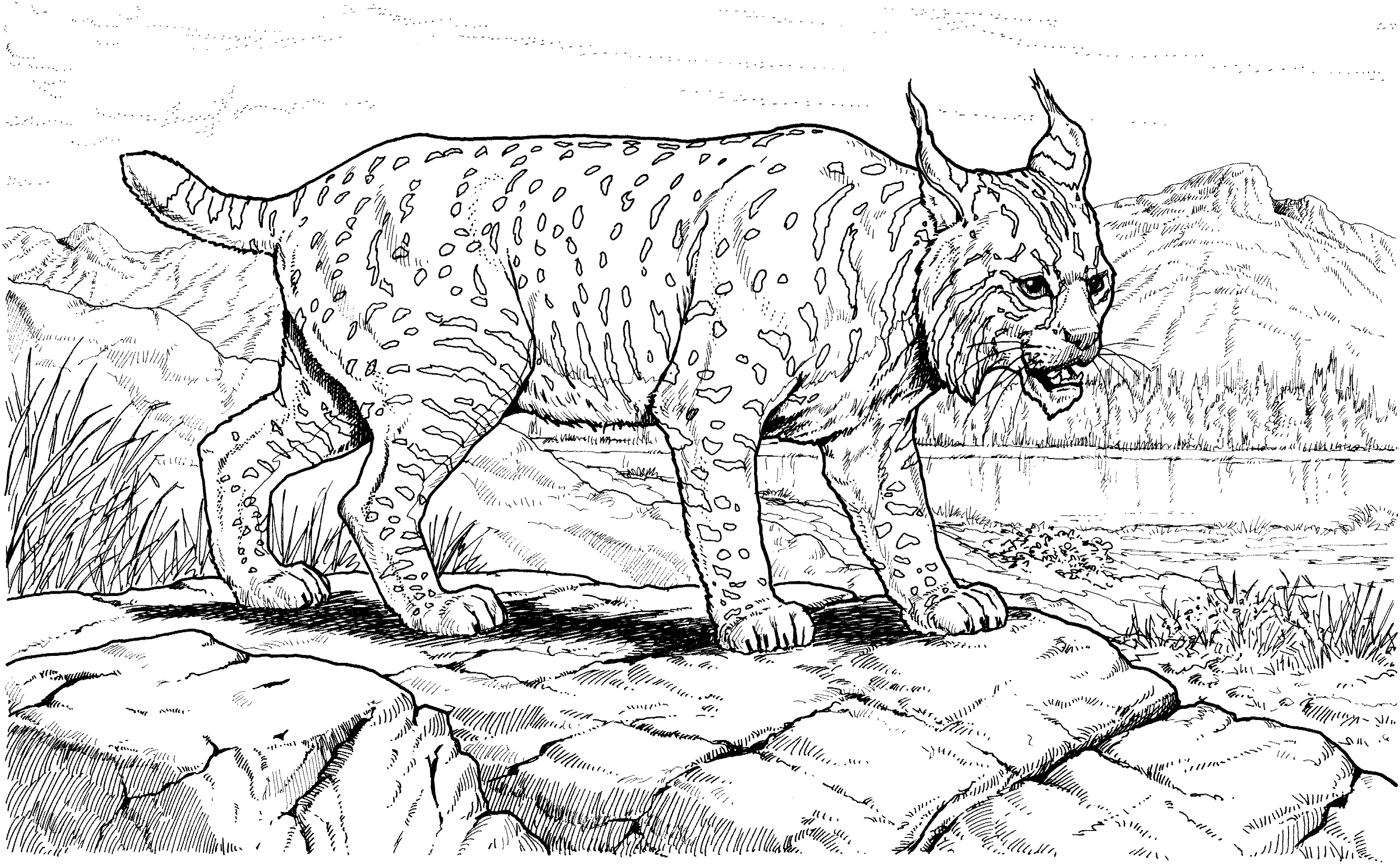 bobcat coloring page