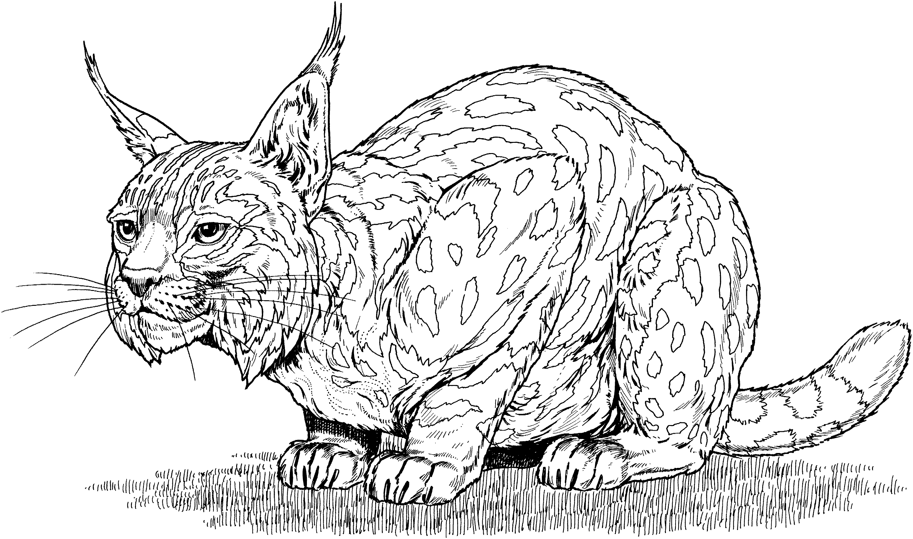 baby bobcat coloring pages - photo #11