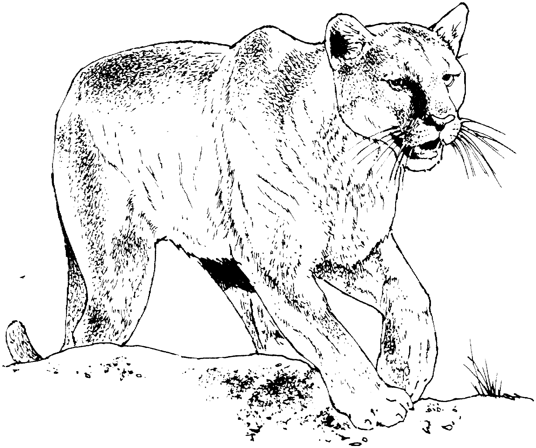 coloring pages black panther - photo #20