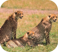 Trio of Cheetahs