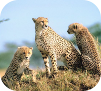 Cheetah Coalition