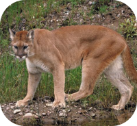 Prowling Cougar