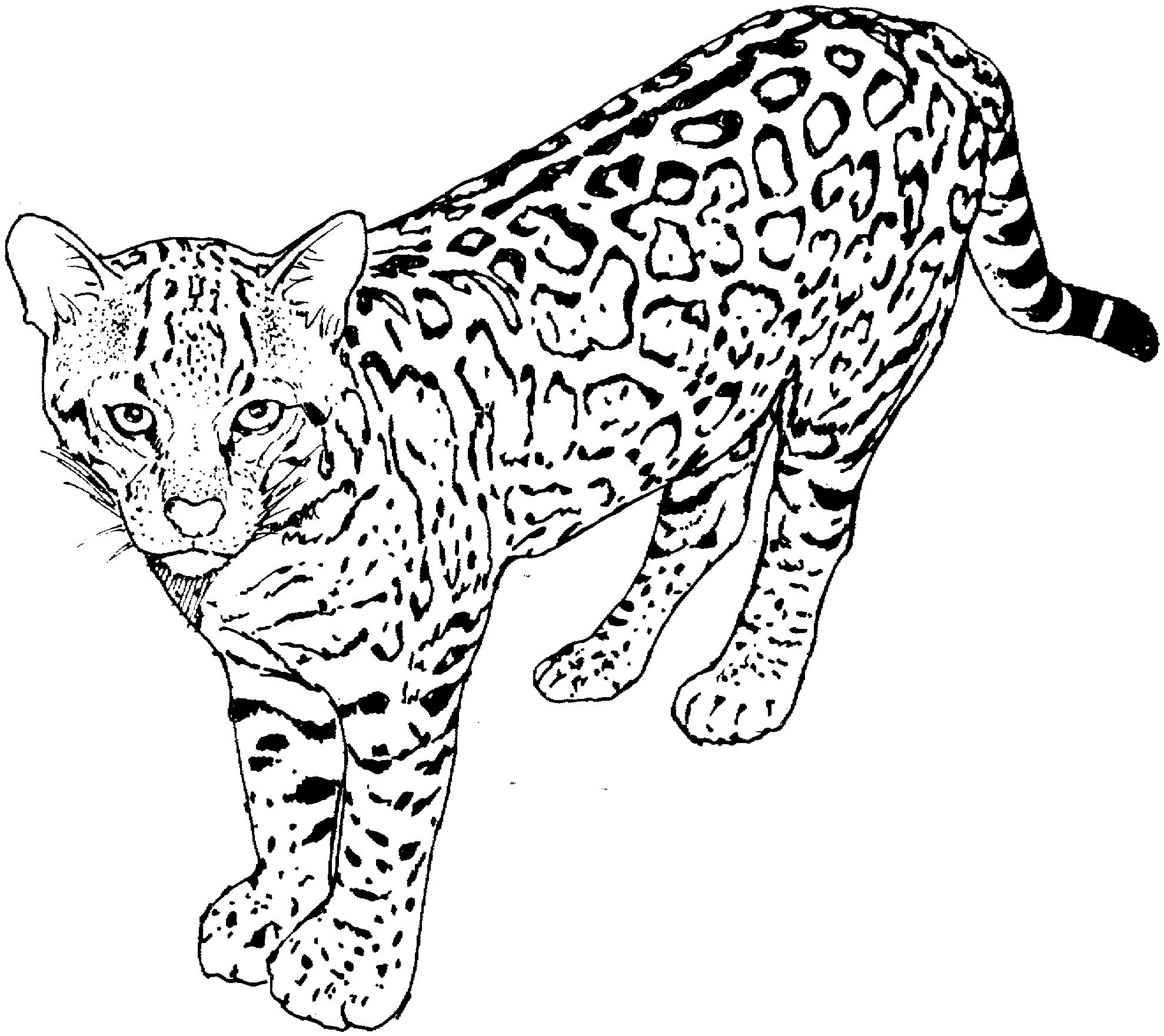 Big Cat Coloring Pages