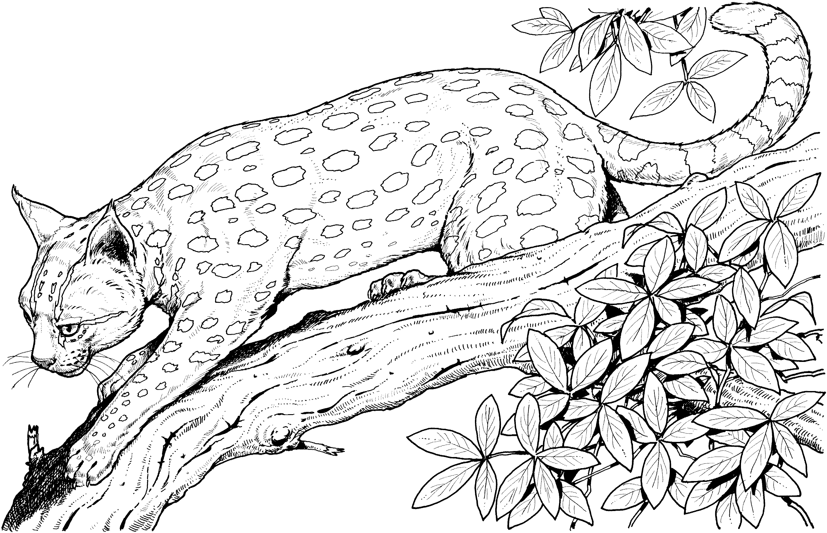 Coloring page - Big the Cat