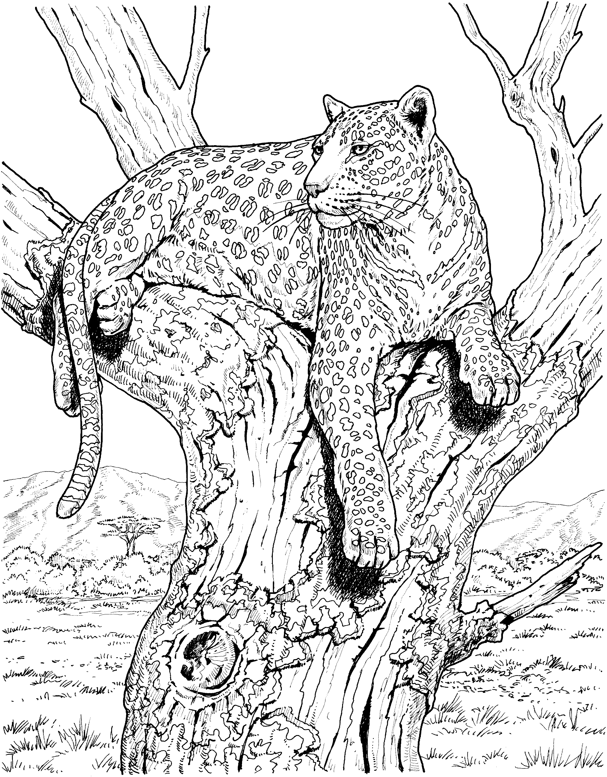 Big Cat Coloring Pages